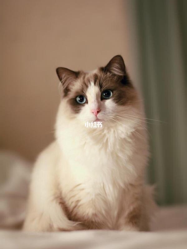 狗狗肠梗塞症状:当你的宠物需要紧急关怀